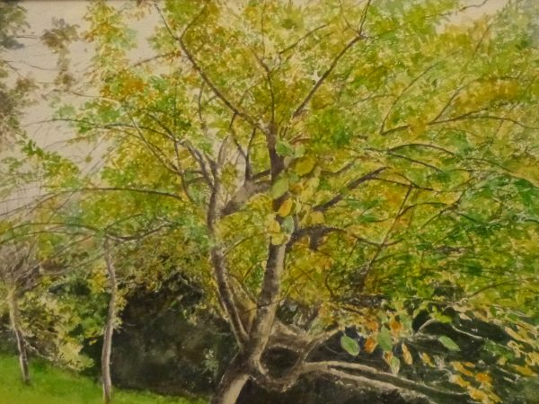 Apple tree, watercolour. 81x67 cm